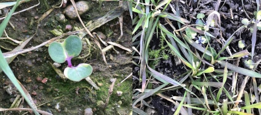 Taliteraviljade umbrohutõrje sügisel