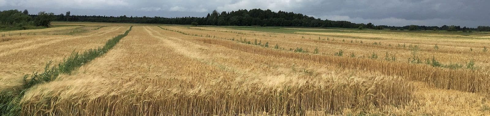 Üht korralikku põuda...