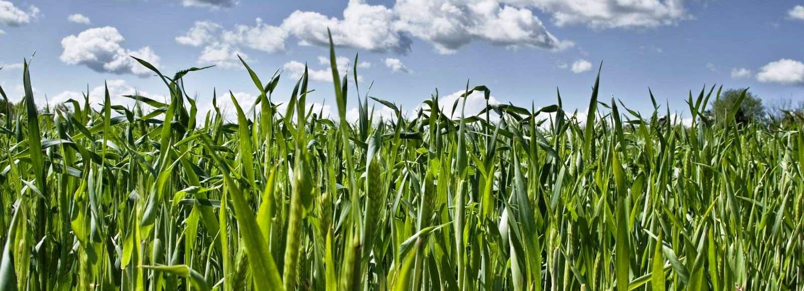 Vees lahustuvad NPK väetised