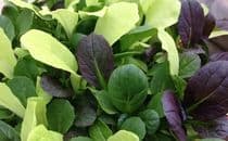 Pak Choi Colour Crunch
