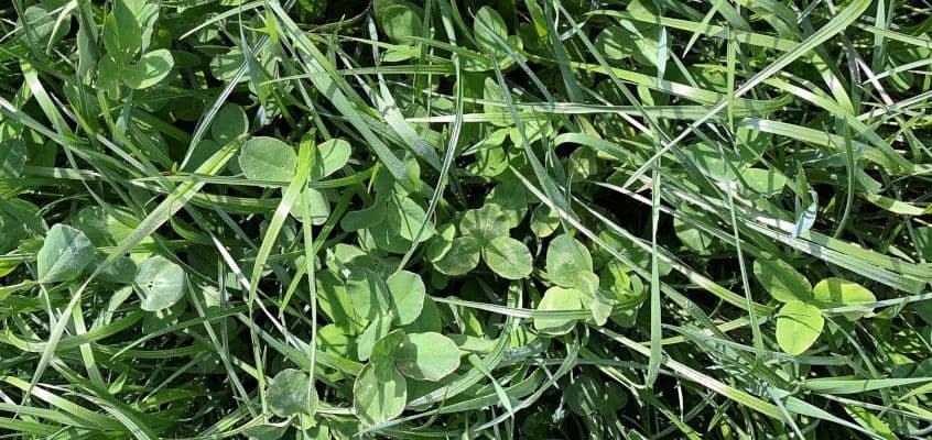 Rohumaa ja silo kui piimatootmise alus