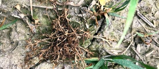 Suvivilja võrsumine