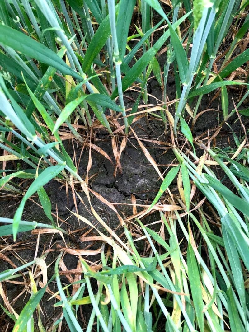 Umbrohtude resistentsusest