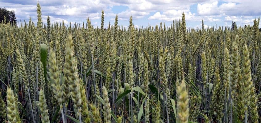 Kevadine kompleksväetis