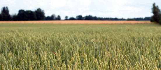 Sügisene kompleksväetis