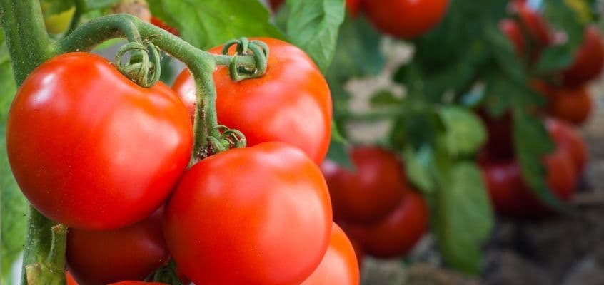 Tomati kahjuritõrje kasuritega