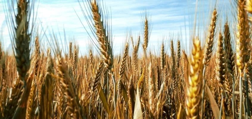 Taliviljade turgutamine