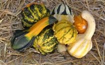 Special Gourd Mix