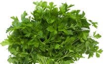 Italian Giant CN 5606