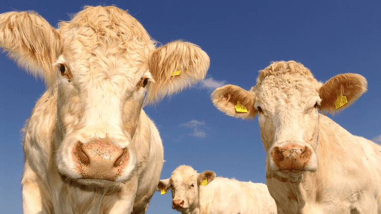 Mineraalsööt mahelihaveistele