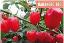 Habanero
