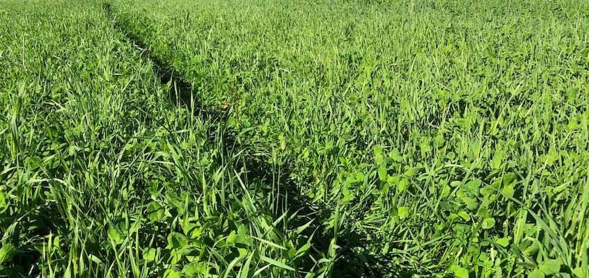 Maherohumaade väetamine