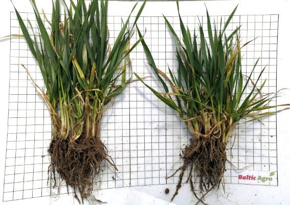 Kevadine pealtväetamine