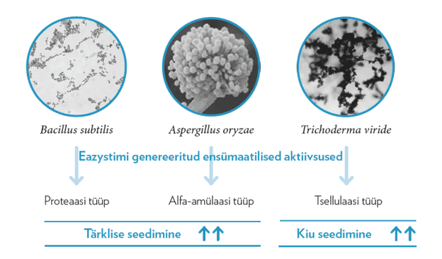 Eazystimi genereeritud ensümaatilised aktiivsused.png
