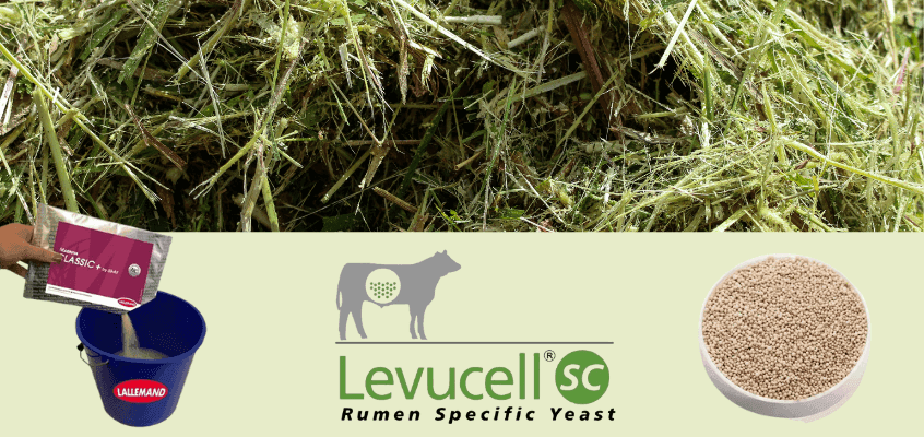 Kehva seeduvusega silo pärsib piimatoodangut