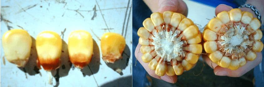 6 soovitust maisisilo tegijale