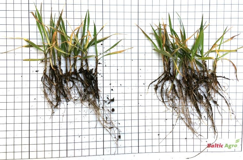 Taliviljade puhtimine