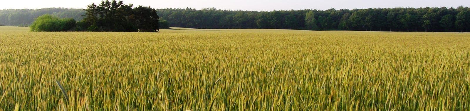 Taimetoitainebilanss kohustuslikuks