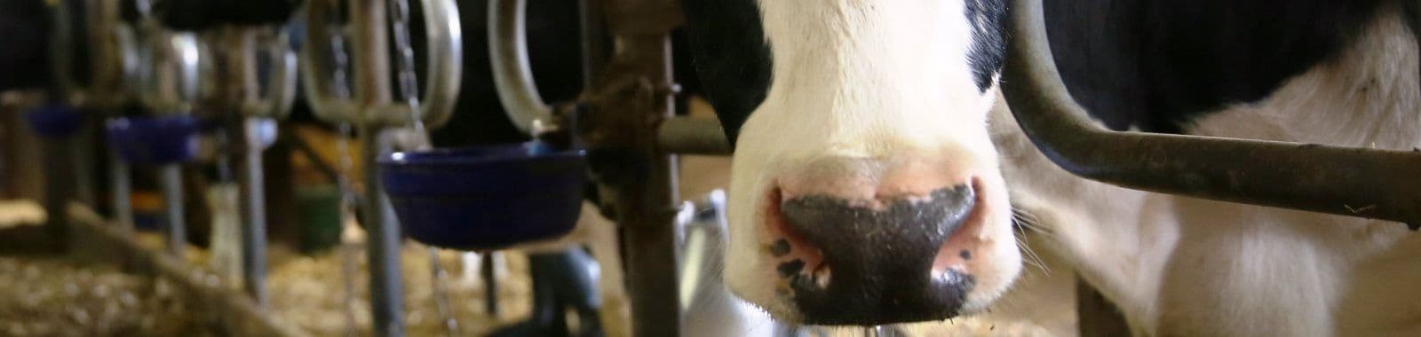 Antibiootikumiravi kinnisperioodil