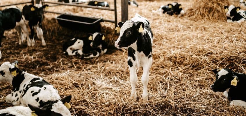 Startersööt: kõik saab alguse vasikast