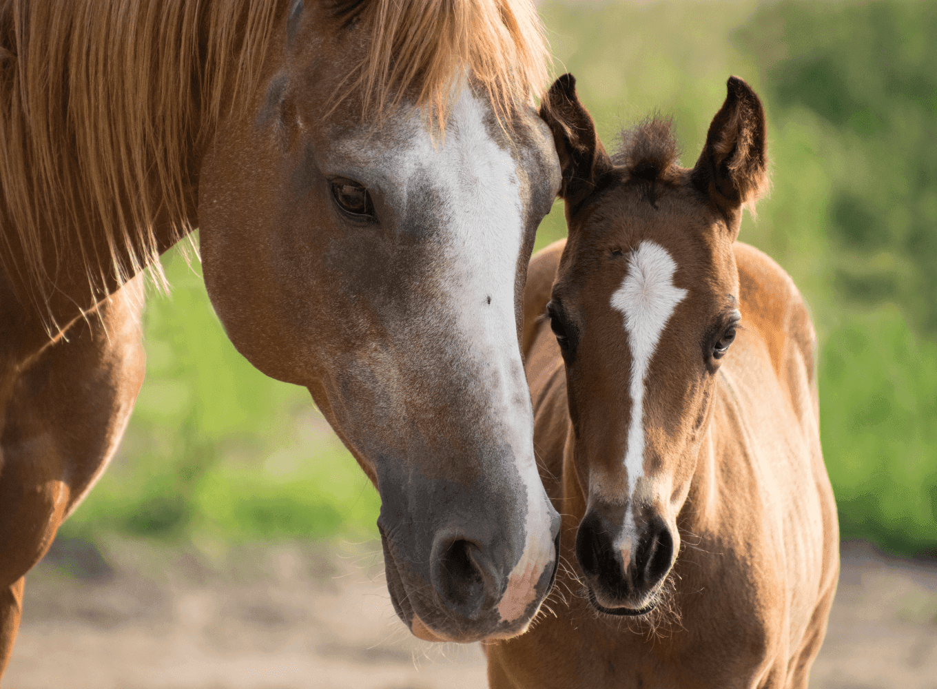 TalliPro Breeder - märade toetuseks varssumise perioodil
