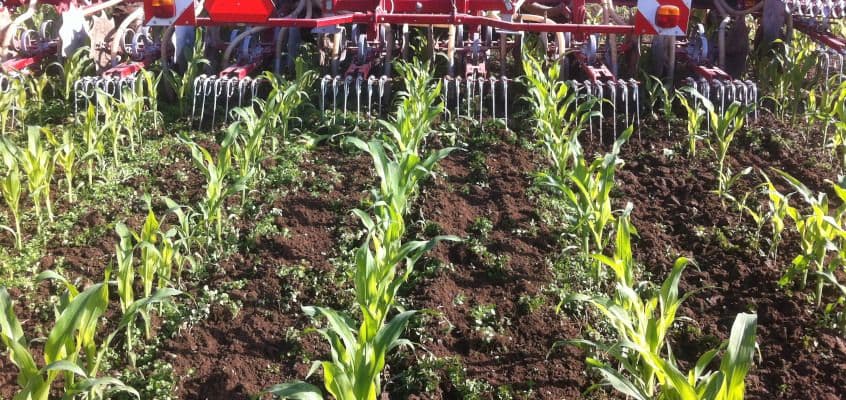 Maisi sordivõrdlus 2023