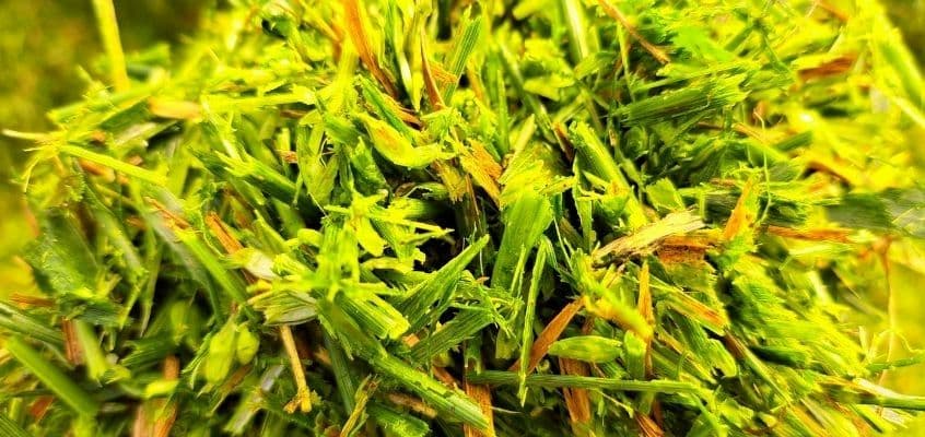 Mida näitab villisesilo analüüs?