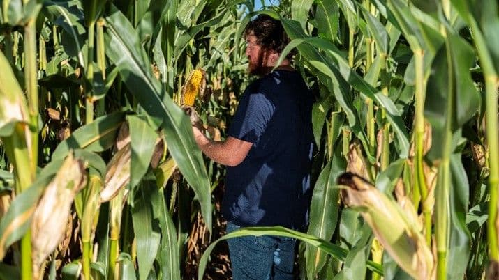 Maisi sordivõrdlus 2021