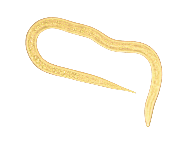 Steinernema carpocapsae