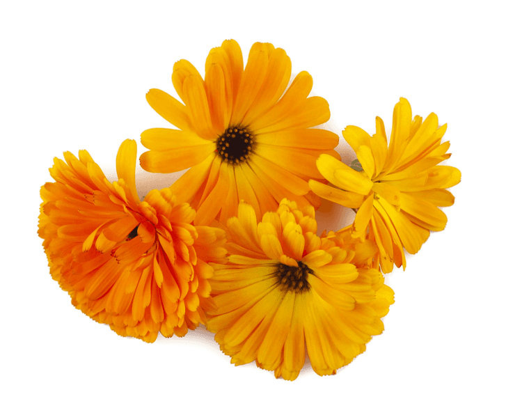 Calendula Daisy Mix