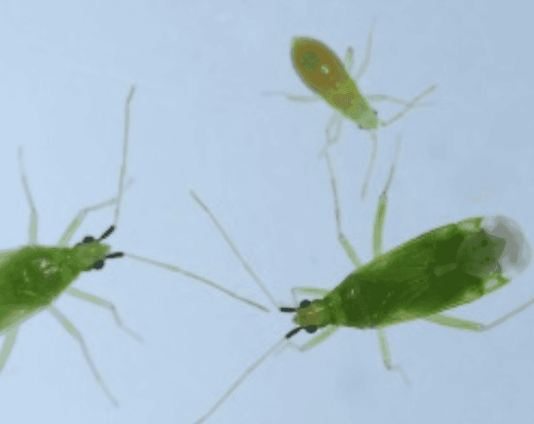 Macrolophus pygmaeus