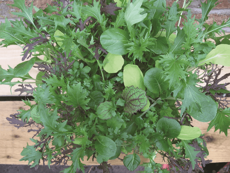 CN Salad Leaf Mix Bright And Spicy Mix