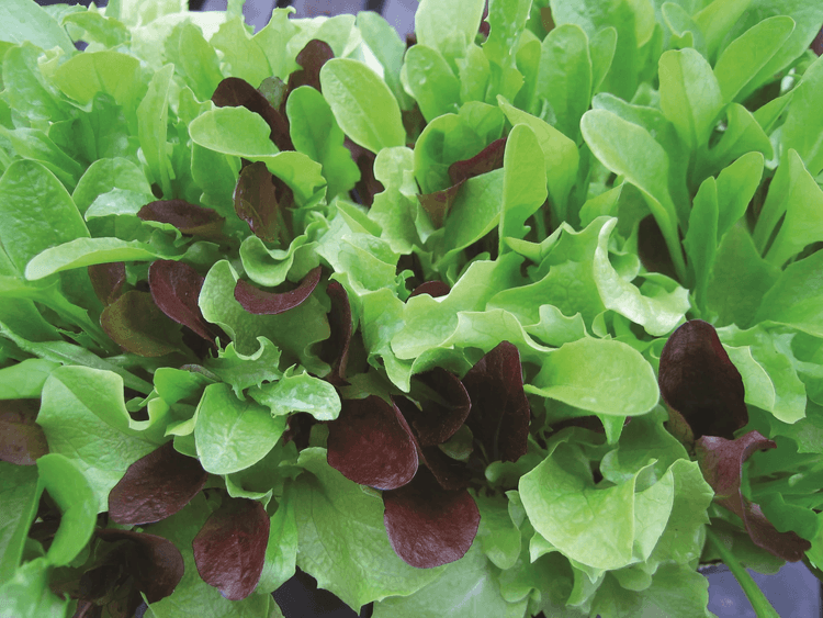 CN Salad Leaf Mix Lettuce Mesulun Mix
