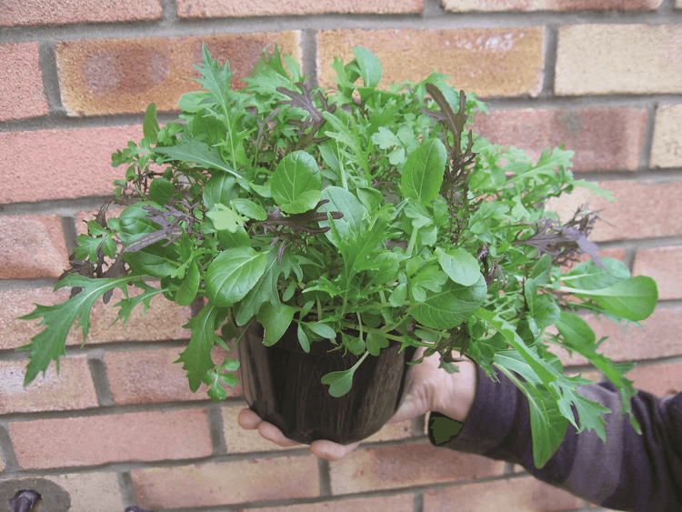 CN Salad Leaf Mix Oriental Salad Mix