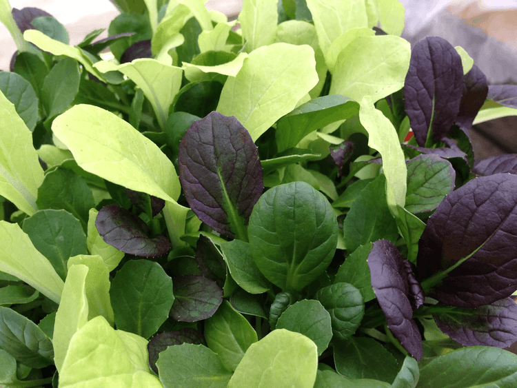Pak Choi Colour Crunch