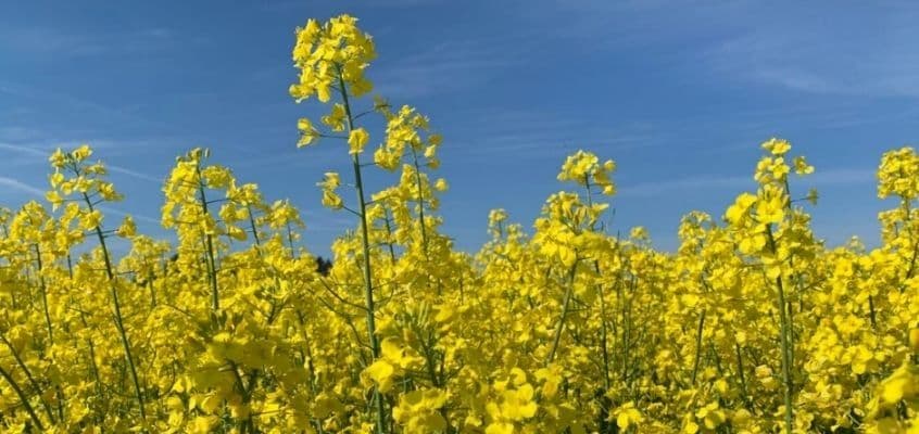 Väävelväetis Folur S