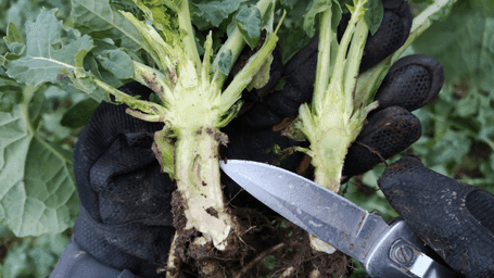 Talirapsi kasvu reguleerimine