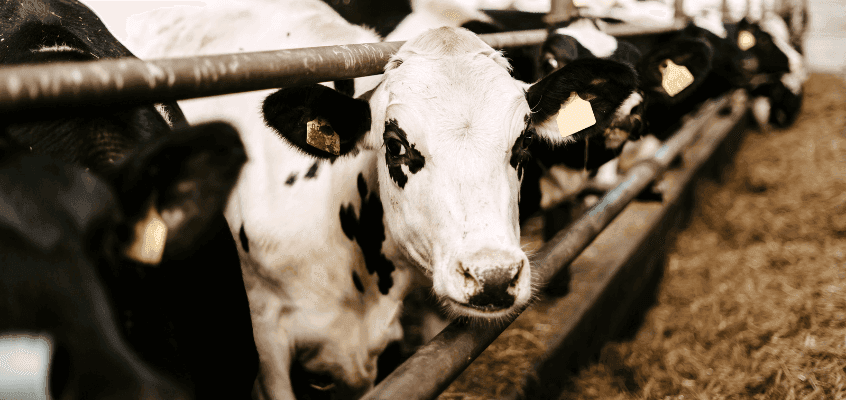 Märkamatud mükotoksiinid, märgatav kahju