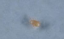 Neoseiulus cucumeris