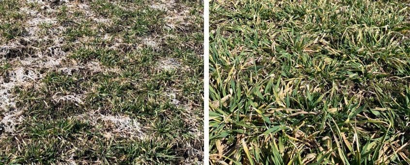 Talvekindluse parandamine