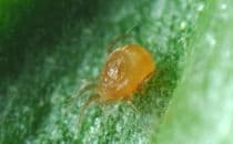 Phytoseiulus persimilis