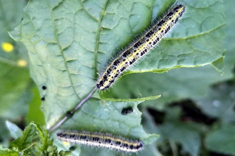 Talivilja kahjurid sügisel