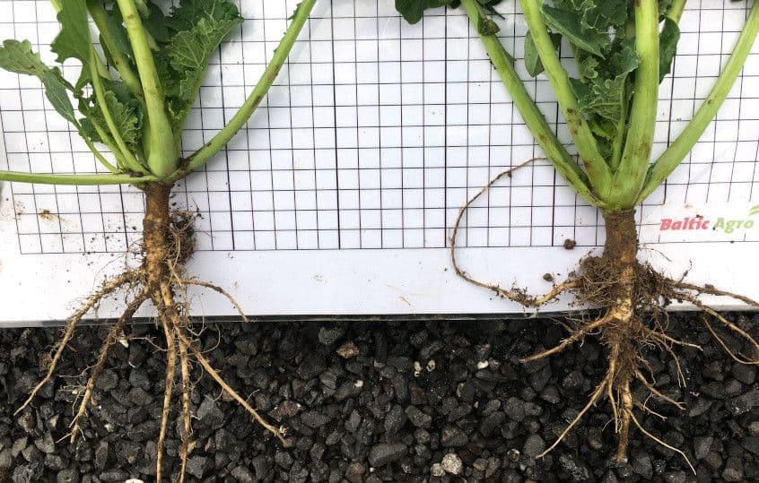 Talirapsi sügisene täiendväetamine