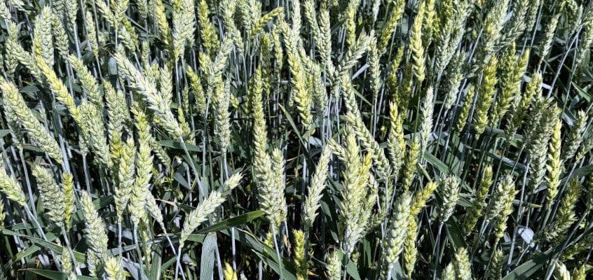 Talinisu sordivõrdluskatse