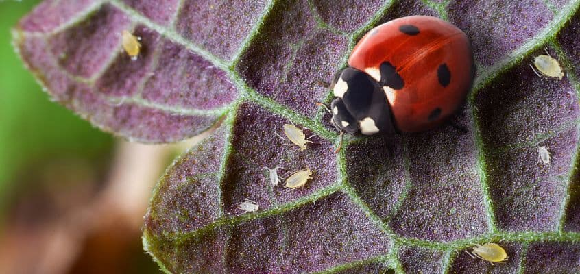 Bioloogilise taimekaitse seminarid 2024