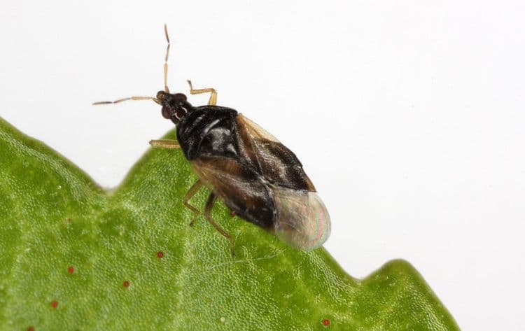 Orius laevigatus, Orius majusculus