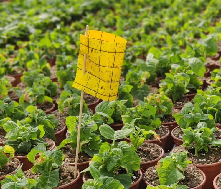 Liimpüüniste valik