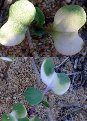 Grupi 12 herbitsiidide mõju