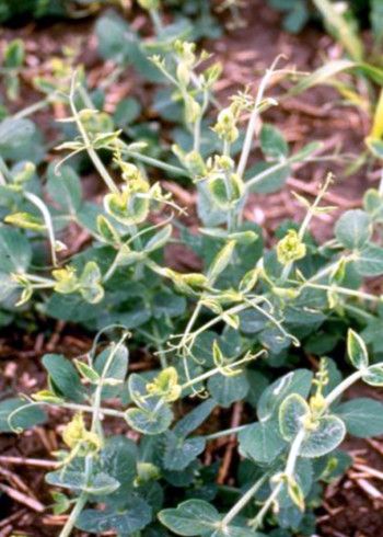 Grupi 2 herbitsiidide mõju