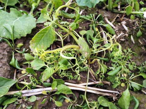 Grupi 4 herbitsiidide mõju